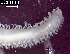  (Syllis amicarmillaris - IJ0523Samic1)  @11 [ ] Copyright (c)  Carol Simon Stellenbosch University