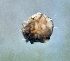  (Arrenurus refractarioulus - CCDB 38363 A07)  @11 [ ] CreativeCommons - Attribution Share-Alike (2021) Unspecified Department of Biology, Faculty of Sciences and Mathematics, Podgorica