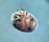  (Piona disparilis - CCDB 38363 A09)  @11 [ ] CreativeCommons - Attribution Share-Alike (2021) Unspecified Department of Biology, Faculty of Sciences and Mathematics, Podgorica