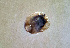  (Hexaxonopsis serrata - CCDB 38363 B01)  @11 [ ] CreativeCommons - Attribution Share-Alike (2021) Unspecified Department of Biology, Faculty of Sciences and Mathematics, Podgorica