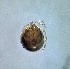  (Lebertia algeriensis - CCDB 38362 A06)  @11 [ ] CreativeCommons - Attribution Share-Alike (2021) Unspecified Department of Biology, Faculty of Sciences and Mathematics, Podgorica