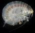  ( - SERCINVERT2647)  @11 [ ] by-nc-sa (2018) Robert Aguilar Smithsonian Environmental Research Center