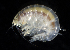  ( - SERCINVERT2448)  @11 [ ] by-nc-sa (2018) Robert Aguilar Smithsonian Environmental Research Center