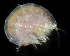  ( - SERCINVERT2194)  @11 [ ] by-nc-sa (2018) Robert Aguilar Smithsonian Environmental Research Center