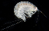  ( - SERCINVERT2196)  @11 [ ] by-nc-sa (2018) Robert Aguilar Smithsonian Environmental Research Center