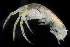  (Cerapus cudjoe - SERCINVERT2149)  @11 [ ] by-nc-sa (2018) Robert Aguilar Smithsonian Environmental Research Center