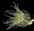  ( - SERCINVERT2293)  @11 [ ] by-nc-sa (2018) Robert Aguilar Smithsonian Environmental Research Center