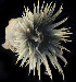  ( - SERCINVERT2497)  @11 [ ] by-nc-sa (2018) Robert Aguilar Smithsonian Environmental Research Center