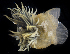  ( - SERCINVERT2498)  @11 [ ] by-nc-sa (2018) Robert Aguilar Smithsonian Environmental Research Center