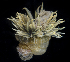  ( - SERCINVERT2499)  @11 [ ] by-nc-sa (2018) Robert Aguilar Smithsonian Environmental Research Center