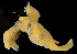  (Halichondria sp. WA01 - SERCINVERT2112)  @11 [ ] by-nc-sa (2018) Robert Aguilar Smithsonian Environmental Research Center