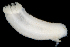  (Leptosynapta tenuis - SERCINVERT2200)  @11 [ ] by-nc-sa (2018) Robert Aguilar Smithsonian Environmental Research Center