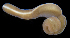 (Lineus sp. RA01 - SERCINVERT2733)  @11 [ ] by-nc-sa (2018) Robert Aguilar Smithsonian Environmental Research Center