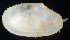  (Macoploma tenta - SERCINVERT2720)  @11 [ ] by-nc-sa (2018) Robert Aguilar Smithsonian Environmental Research Center