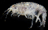  (Nasageneia - SERCINVERT2688)  @11 [ ] by-nc-sa (2018) Robert Aguilar Smithsonian Environmental Research Center