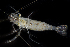  (Palaemon vulgaris - SERCINVERT2314)  @11 [ ] by-nc-sa (2018) Robert Aguilar Smithsonian Environmental Research Center