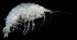  ( - SERCINVERT2542)  @11 [ ] by-nc-sa (2018) Robert Aguilar Smithsonian Environmental Research Center