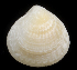  (Pleuromeris - SERCINVERT2957)  @11 [ ] by-nc-sa (2018) Robert Aguilar Smithsonian Environmental Research Center