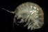  ( - SERCINVERT2800)  @11 [ ] by-nc-sa (2018) Robert Aguilar Smithsonian Environmental Research Center