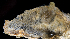  (Sabellaria vulgaris - SERCINVERT2258)  @11 [ ] by-nc-sa (2018) Robert Aguilar Smithsonian Environmental Research Center