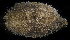  (Thyonella sp. GP01 - SERCINVERT2316)  @11 [ ] by-nc-sa (2018) Robert Aguilar Smithsonian Environmental Research Center