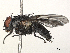  ( - CBG-A40099-H10)  @11 [ ] CreativeCommons - Attribution (2024) CBG Photography Group Centre for Biodiversity Genomics