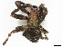  ( - CBG-B00508-G06)  @11 [ ] CreativeCommons - Attribution Share - Alike (2025) CBG Photography Group Centre for Biodiversity Genomics