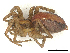  ( - CBG-B00902-D04)  @11 [ ] CreativeCommons - Attribution Share - Alike (2025) CBG Photography Group Centre for Biodiversity Genomics