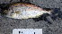  ( - 20140802-D.2)  @11 [ ] CreativeCommons  Attribution Non-Commercial Share-Alike (2014) F. Giancarlo Institut de recherche pour le developpement