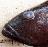  ( - 20160319-N.2)  @11 [ ] CreativeCommons  Attribution Non-Commercial Share-Alike (2016) P. Borsa Institut de recherche pour le développement, France