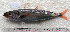  ( - CARphi_CN_111.2)  @11 [ ] CreativeCommons  Attribution Non-Commercial Share-Alike (2014) C. Narido University of San Carlos