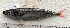  ( - CARphi_CN_115.2)  @11 [ ] CreativeCommons  Attribution Non-Commercial Share-Alike (2013) C. Narido University of San Carlos