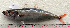  ( - CARphi_CN_117.2)  @11 [ ] CreativeCommons  Attribution Non-Commercial Share-Alike (2013) C. Narido University of San Carlos