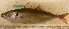  ( - CARphi_CN_146.2)  @11 [ ] CreativeCommons  Attribution Non-Commercial Share-Alike (2013) C. Narido University of San Carlos