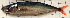  ( - 20111126-car-3.2)  @11 [ ] CreativeCommons  Attribution Non-Commercial Share-Alike (2011) P. Borsa Institut de recherche pour le developpement