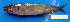  ( - CARphi_CN_99.2)  @11 [ ] CreativeCommons  Attribution Non-Commercial Share-Alike (2013) C. Narido University of San Carlos