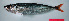 ( - CARphi_CN_100.2)  @11 [ ] CreativeCommons  Attribution Non-Commercial Share-Alike (2013) C. Narido University of San Carlos