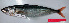  ( - CARphi_CN_104.2)  @11 [ ] CreativeCommons  Attribution Non-Commercial Share-Alike (2013) C. Narido University of San Carlos