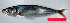  ( - CARphi_CN_106.2)  @11 [ ] CreativeCommons  Attribution Non-Commercial Share-Alike (2013) C. Narido University of San Carlos