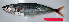  ( - CARphi_CN_107.2)  @11 [ ] CreativeCommons  Attribution Non-Commercial Share-Alike (2013) C. Narido University of San Carlos