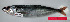  ( - CARphi_CN_108.2)  @11 [ ] CreativeCommons  Attribution Non-Commercial Share-Alike (2013) C. Narido University of San Carlos