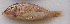  ( - LETked_20121118-J.2)  @11 [ ] CreativeCommons  Attribution Non-Commercial Share-Alike (2012) F. Giancarlo Proyek Biokor, Indonesia