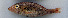  ( - LETked_20121118-O.2)  @11 [ ] CreativeCommons  Attribution Non-Commercial Share-Alike (2012) F. Giancarlo Proyek Biokor, Indonesia