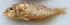  ( - LETked_20121118-Q.2)  @11 [ ] CreativeCommons  Attribution Non-Commercial Share-Alike (2012) F. Giancarlo Proyek Biokor, Indonesia
