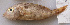  ( - LETked_20121118-sigma.2)  @11 [ ] CreativeCommons  Attribution Non-Commercial Share-Alike (2012) F. Giancarlo Proyek Biokor, Indonesia