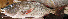 ( - LETkom_20150502-25.2)  @11 [ ] CreativeCommons  Attribution Non-Commercial Share-Alike (2015) S. Bari Proyek Biokor, Indonesia