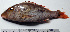  ( - LETkom_20150503-B.2)  @11 [ ] CreativeCommons  Attribution Non-Commercial Share-Alike (2015) S. Bari Proyek Biokor, Indonesia