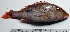  ( - LETkom_20150503-E.2)  @11 [ ] CreativeCommons  Attribution Non-Commercial Share-Alike (2015) S. Bari Proyek Biokor, Indonesia