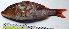 ( - LETkom_20150503-C.2)  @11 [ ] CreativeCommons  Attribution Non-Commercial Share-Alike (2015) S. Bari Proyek Biokor, Indonesia