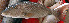  ( - LETkom_20150508-10.2)  @11 [ ] CreativeCommons  Attribution Non-Commercial Share-Alike (2015) S. Bari Proyek Biokor, Indonesia